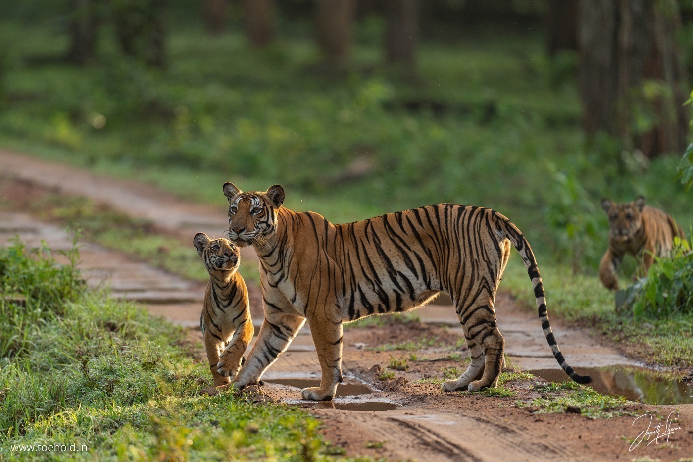 kabini Tour Package