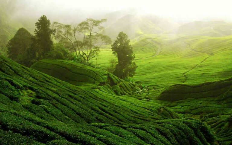 wayanad-1